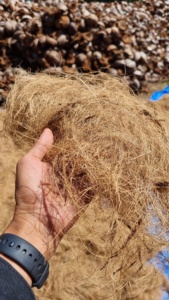 ขนแปรงใยมะพร้าวคุณภาพสูง เป็นมิตรกับสิ่งแวดล้อม ขนาด 75 ซม. สำหรับเก็บแห้ง แหล่งธรรมชาติจากอินโดนีเซีย ขายส่งสำหรับใช้งานได้หลากหลาย - Product Image 3