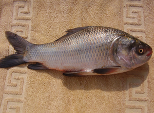 ROMAN TROOPS Poisson Catla surgelé de qualité supérieure Durée de conservation de 24 mois Meerut Origine indienne - Product Image 5