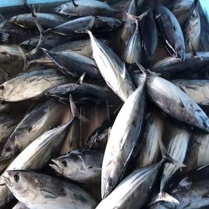 Produits de la mer de qualité supérieure: le plus grand fournisseur de thon listao en Suède - Product Image 2