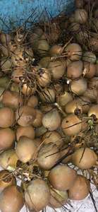 Morceaux de chair de noix de coco surgelés IQF Origine Vietnam Saveur riche Idéal pour l'huile de noix de coco et la noix de coco râpée - Product Image 2