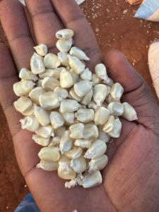 Maíz Amarillo y Blanco Premium para Mercados Globales: Alimentos, Piensos e Industria - Product Image 4