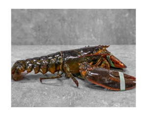 Homards frais / vivants / surgelés de haute qualité (fruits de mer) en vente au prix de gros le plus bas Homards épineux vivants de qualité supérieure - Product Image 3