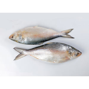 Venta al por mayor de pescado Hilsa fresco, suministro a granel, precio asequible, pescado recién capturado - Product Image 2