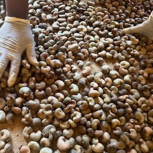 เม็ดมะม่วงหิมพานต์เวียดนามสีขาว ขนาดจัมโบ้ W240 - เกรดใหญ่ที่สุด คุณภาพระดับพรีเมียม - Product Image 1