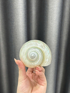 Authentique Shell Cup Premium Surface Polie Produit Naturel Élégant Et Durable Convient Pour Manger En Vrac En Gros - Product Image 4