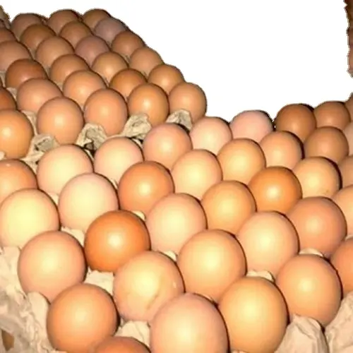 มาตรฐานสูงที่มีคุณภาพที่ดีที่สุดไข่ไก่จากไก่งวงสดและธรรมชาติไข่ราคาขายส่งผลิตภัณฑ์สัตว์ไข่