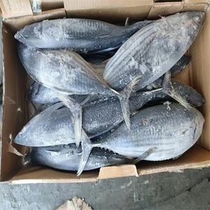 Khối cá ngừ vây xanh tươi và đông lạnh - Product Image 6