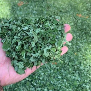 Feuilles de Moringa séchées en provenance directe d'usine au Vietnam, feuilles entières coupées pour sachets de thé en vrac, approvisionnement en vrac avec option d'étiquetage personnalisé - Product Image 1