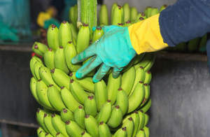 ผู้ส่งออกกล้วยคาเวนดิชเกรด A คุณภาพดี ราคาแข่งขัน สีเขียว พร้อมขาย - Product Image 4