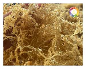 สาหร่ายคอตตอนชนิด Eucheuma แห้งธรรมชาติจากเวียดนามใช้ในคาราจีแนนสกัดอาหารเพื่อสุขภาพและผลิตภัณฑ์เสริมอาหาร - Product Image 5