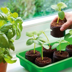 Coir Jiffy Coir peat ย่อยสลายได้ทางชีวภาพสำหรับ staring Plants Jiffy 36 mm peat เม็ดพีทชุดเริ่มต้น (36แพ็ค) - Product Image 6