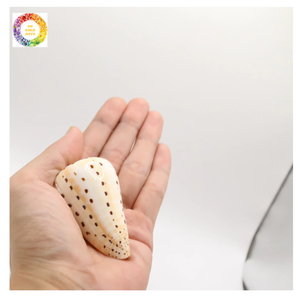 Surtido de conchas marinas coloridas decorativas de 2-3cm para relleno de Acuario, diseño de velas y artesanía de resina - Product Image 1