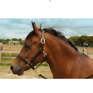 Bride de cheval en cuir d'extérieur de style selle de haute qualité professionnelle et personnalisation de licous acceptée - Product Image 1