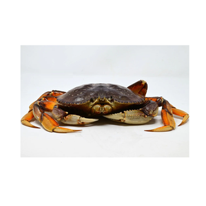 ปูทะเลสดคุณภาพสูง (อาหารทะเล) มีจำหน่ายในราคาประหยัด - Product Image 4