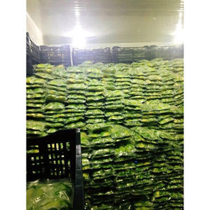 AGUACATE CONGELADO CALIDAD PREMIUM NATURAL IQF FRUTA A GRANEL SUMINISTRO AL POR MAYOR PRODUCTO DE EXPORTACIÓN OFERTA SUPERIOR OFERTA DE VENTA - Product Image 4