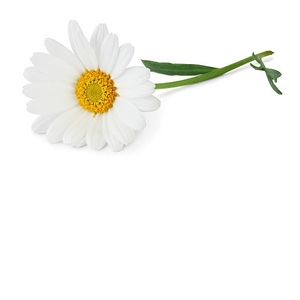 Fleurs de camomille séchées d'Inde cultivées à l'état sauvage - Product Image 5