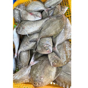 Haute qualité nouvelle Nature noir Pomfret poisson entier 24 mois durée de conservation IQF bloc congelé délicieux Pompano corps entier - Product Image 1