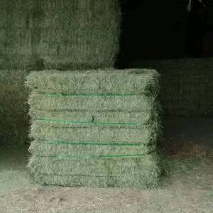 Pacas y pellets de heno deshidratado puro de alfalfa/alfalfa para caballos y ganado - Product Image 3