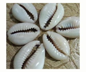 เปลือกหอยทะเลธรรมชาติตกแต่งบ้านหรือสารพัน - Product Image 1