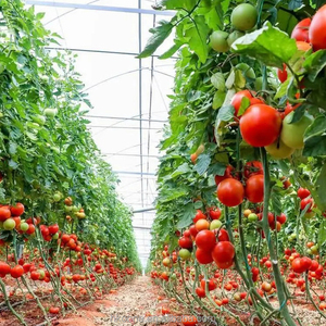 Serre commerciale pour tomates, serre à film monocouche pour projets d'agriculture de légumes au Mexique - Product Image 4