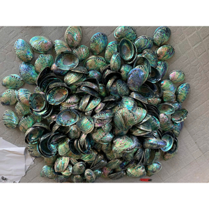 Conchas de abulón secas de alta calidad para manualidades de lujo, arte decorativo, diseño de joyas y decoración de acuarios, exportador de Vietnam - Product Image 6