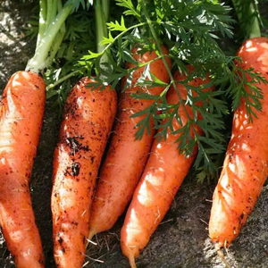 Zanahorias de alta calidad de Vietnam que cumplen con los estándares de exportación en productos agrícolas - Product Image 2