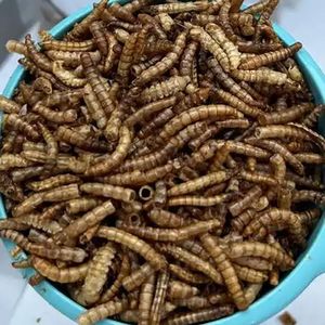 Bulk High Protein Seco Mealworm Turtle Food Bird Food Ração De Peixe Rato Guiné Porco Snack Entrega Rápida Atacado - Product Image 3