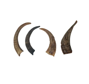 Cuerno de cabra natural Cuernos de carnero hechos a mano para el hogar único Artículo decorativo Venta caliente - Product Image 2