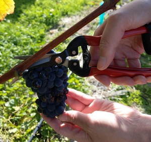 Podadora de Cuchilla Recta de 18.5 cm, Acero SK5 con Alto Contenido de Carbono, con Empuñadura Antideslizante y Mango Cromado para la Recolección de Uvas - Product Image 2