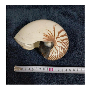 Carcasa decorativa Nautilus para proyectos de arte y exhibición de conchas personalizadas del proveedor de datos de oro 99 de Vietnam - Product Image 2