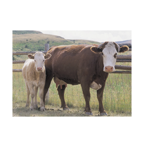 Vaches vivantes pour l'élevage, veaux et bovins de race pure enregistrés avec certificats de pedigree provenant de fermes certifiées ISO, vente en gros - Product Image 1