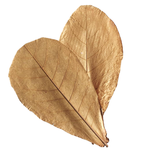 Hojas de almendra India secas naturales de buena calidad Terminalia Catappa Hojas Tamaño 26 a 30 cm/10,2 a 11,8 "Paquete de 15 hojas - Product Image 5