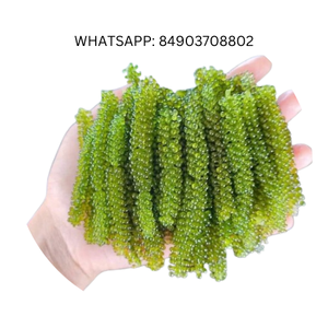 องุ่นทะเลสด/สาหร่ายองุ่นทะเลมีคุณค่าทางโภชนาการสูงสำหรับมนุษย์ - Product Image 6