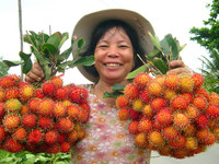 Pasokan Buah Rambutan Beku Murah/ Rambutan Beku Grosir Ms Sophie