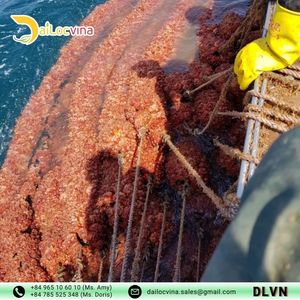 Cuerda de Fibra de Coco para Agricultura Marina de Alta Calidad Hecha en DAILOCVINA - Product Image 4