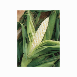 Vente en gros de maïs blanc biologique de haute qualité de qualité supérieure hautement nutritif séché - Product Image 3