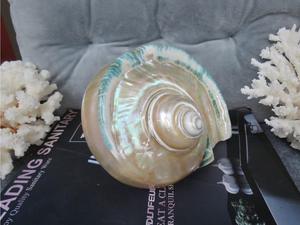 เปลือกหอยเทอร์โบหรูหราสำหรับงานฝีมือตกแต่งตู้ปลาเพิ่มเสน่ห์ของชายฝั่งทะเลให้กับบ้าน - Product Image 4