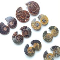 Paire d'ammonite naturelle Pierres précieuses Vente en gros Paire d'ammonite naturelle Belle paire d'ammonite Pierres précieuses pour la fabrication de bijoux