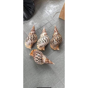 Conchas de trompeta oceánica de Vietnam para bodas en la playa, configuración de Acuario, decoración interior costera y uso de caja de regalo - Product Image 3