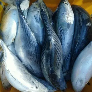 Produit de poisson surgelé de qualité supérieure pour les marchés internationaux, transformation entière en rond avec conservation naturelle du goût, conçu - Product Image 4