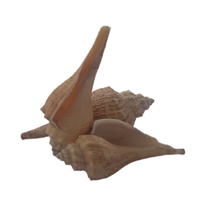 เครื่องประดับเปลือกหอยสีเหลืองขนาดเล็กขนาด7-9ซม. - Product Image 6