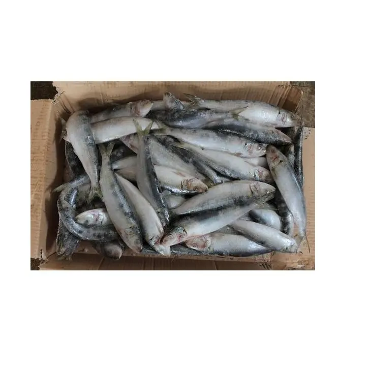 Cheap Price Supplier From Germany Frozen Sardine Fish Whole Round Frozen Sardine Fish At Wholesale Price With Fast Shipping