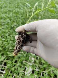 Baltic Sphagnum Peat Moss <b>Seed</b> germination Premium <b>seed</b> <b>tray</b> Substrate for Propagation <b>Trays</b> - Product Image 3