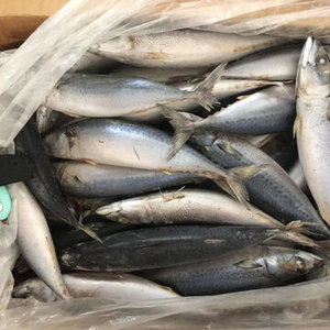 Congelador Comercial Tipo Cámara Frigorífica para Pescado Fresco (Atún, Caballa) en Venta - Product Image 1