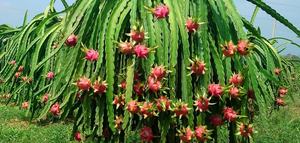 Fruit du dragon rose et blanc congelé du Vietnam avec approvisionnement en vrac - Product Image 2