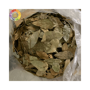 Feuilles de corossol séchées de qualité supérieure Feuille de graviola pure Meilleure offre Feuilles d'annona muricata pour capsules et extrait Prix compétitif - Product Image 5