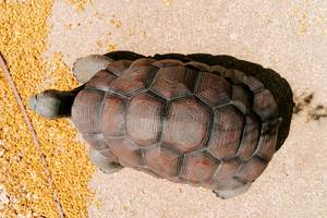 Escultura de jardín de tortuga Vintage, modelo decorativo, Exportación de tortuga de bronce, escultura artesanal de Metal y pieza de exhibición para el hogar - Product Image 2
