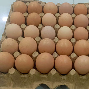 Huevos Fértiles de Gallina Orgánica Marrón 100% de Alta Calidad al por Mayor, Mejor Material Alimenticio, Precio Económico, Origen Brasil, 12 Días de Vida Útil - Product Image 1