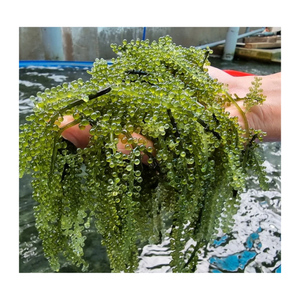 Caryln 0084935825297 Uvas marinas secas Premium de superalimento rico en nutrientes saludables (Umibudo) para negocios-Caryln 0084935825297 - Product Image 2