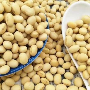ถั่วเหลืองแห้งที่ผ่านการดัดแปลงพันธุกรรม (GMO) สำหรับบริโภค บรรจุภัณฑ์ขนาดใหญ่ อายุการเก็บรักษา 24 เดือน - Product Image 3